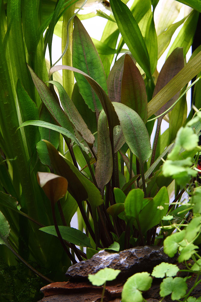 Au fond, des vallisnéries, plantes à tout faire et, au premier plan, un cryptocoryne - © J.Picard, Challet-Hérault